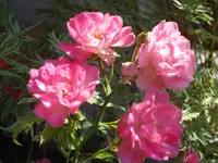 SAM_4571.webp