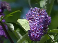 P1120679.webp