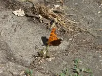 P1120641.webp