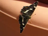 P1120660.webp
