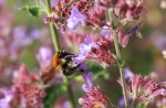 Hummel_Katzenminze_blau_purple_macro_700.JPG