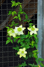 Clematis florida alba_weiss_grün_erste Blüten_18062014_500.webp