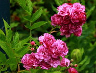Rose_Bleu Magenta_lila2_640.webp