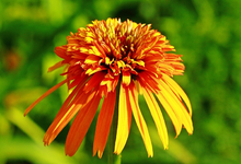 Ecchinacae_Orange Marmelade_orange_grün_macro_700.webp