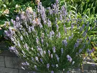 k-P1070929.webp