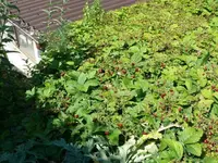 k-P1070935.webp