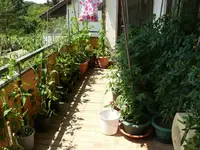 k-P1070939.webp