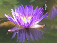 075.webp