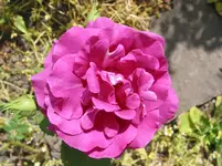 IMG_5052.webp
