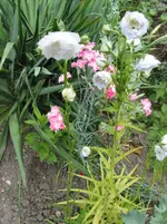 IMG_5053.webp