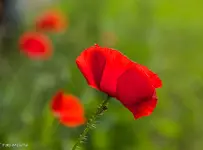 IMG_1431.webp