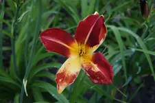 Ruby Spider.webp