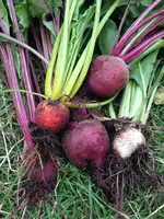 Rote_Rüben.webp