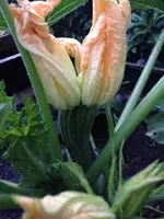 Verliebte_Zucchini.webp