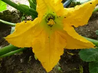 P1010816.webp