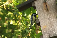kohlmeise.webp