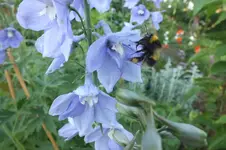baumhummel.webp
