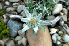 2014_0618Frühling0008 edelweiss.webp