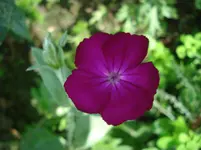 DSC03500.webp