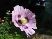 Mohn mit Hummel.webp