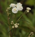 Achillea ptarmica 140617.jpg