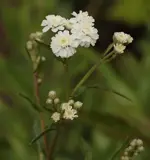 Achillea ptarmica 140617.webp