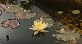 Seerose 140617.webp