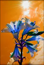 DSC_0017.webp