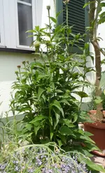 SAM_3493a.webp