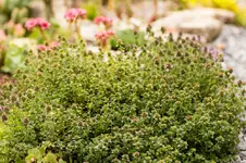 Stg 14-06-19-2668.webp