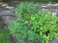 SAM_4392.webp