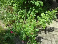 SAM_4613.webp