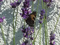 SAM_4606.webp