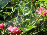 SAM_4607.webp