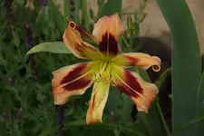 Wild and Wonderful (1).webp