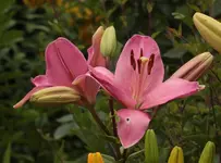 kraeftig rosa 140619.webp