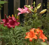 Lilien 140619.webp