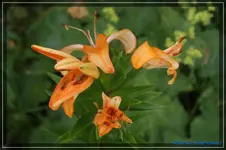 comp_DSC01686.webp