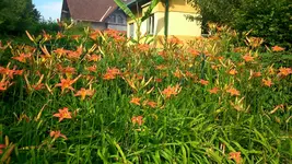 Rosen,Rosen Taglilien 2014 001.webp