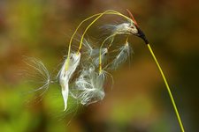 Wollziest_weiss_macro_640.webp