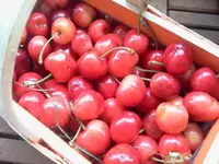 koli 023.webp