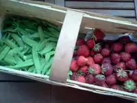 koli 034.webp