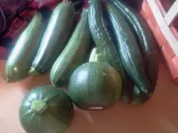 ernte10.webp
