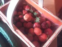 koli 060.webp