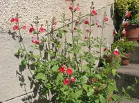 IMG_5080.webp