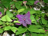 k-DSCI2643.webp