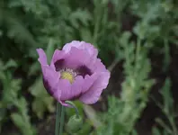 DSCF3555.webp