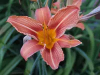 DSCF3557.webp
