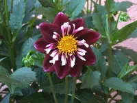 DSCF3559.webp