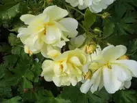 Bilda 0707.webp